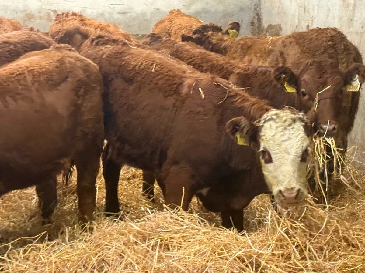 8 SUPER RED LIMOUSINE HEIFERS ( 250 KG) - Image 2