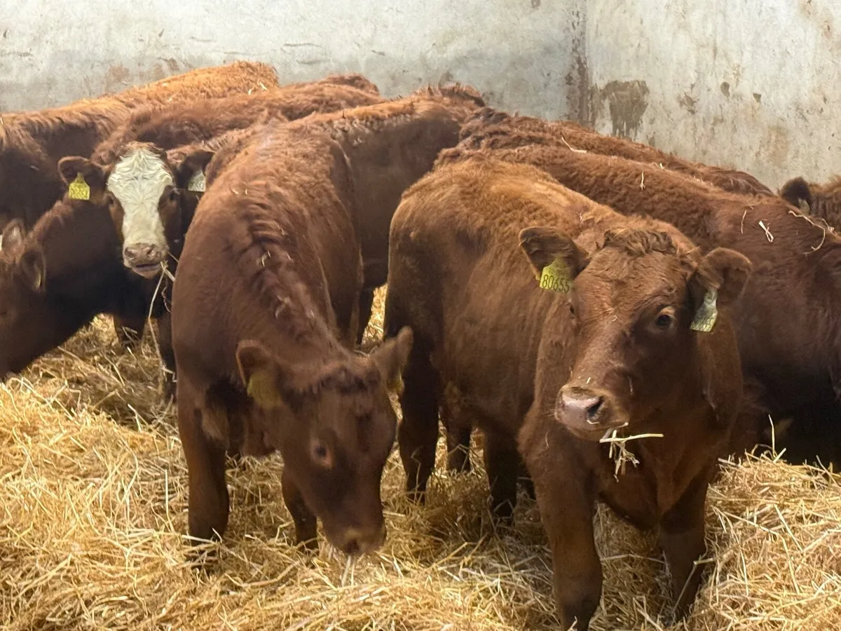 8 SUPER RED LIMOUSINE HEIFERS ( 250 KG) - Image 4
