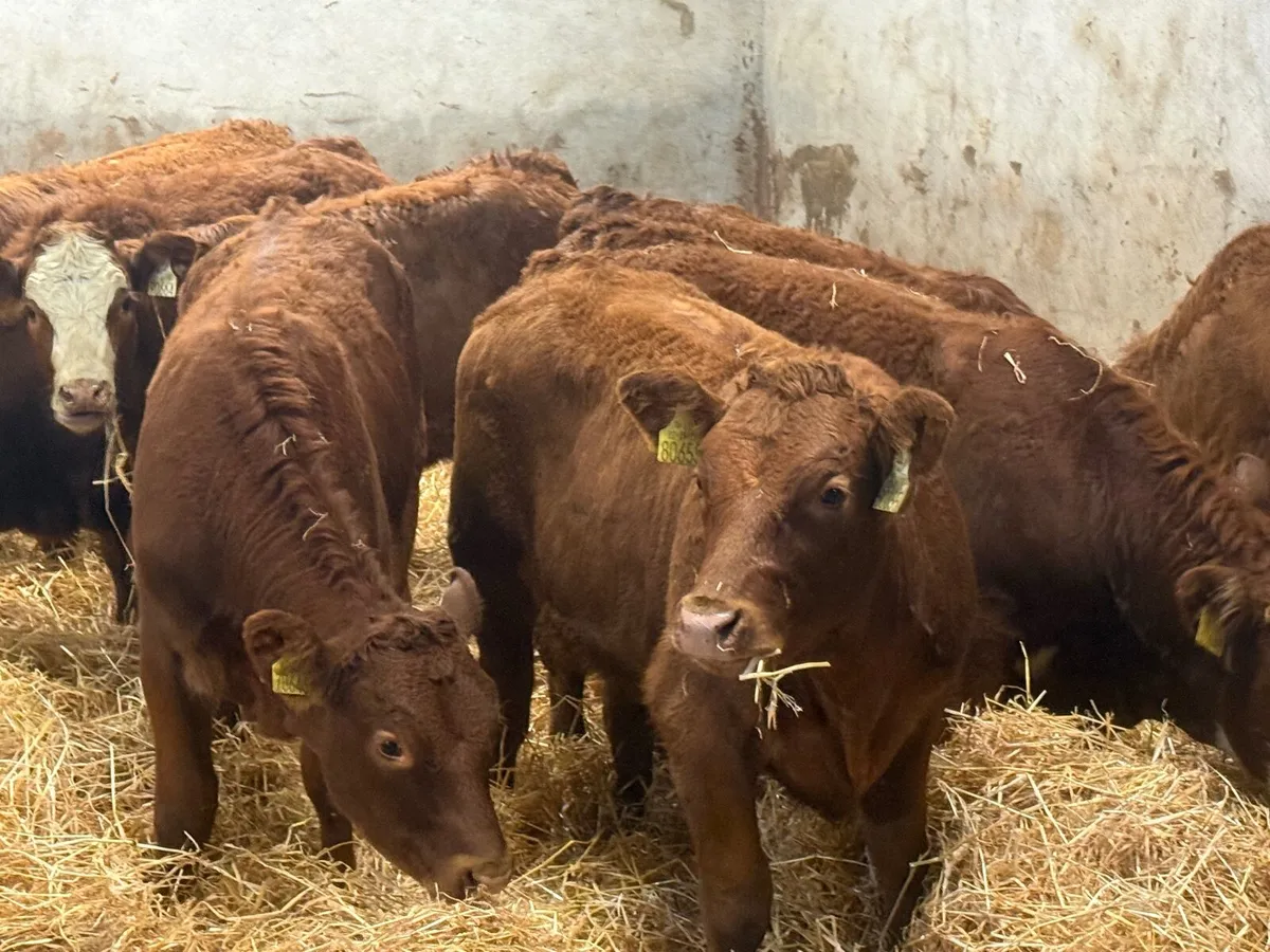 8 SUPER RED LIMOUSINE HEIFERS ( 250 KG) - Image 3