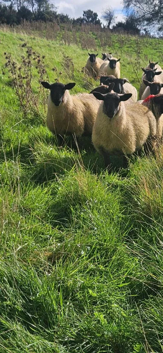 Suffolk Cross Cheviot ewe lambs - Image 3