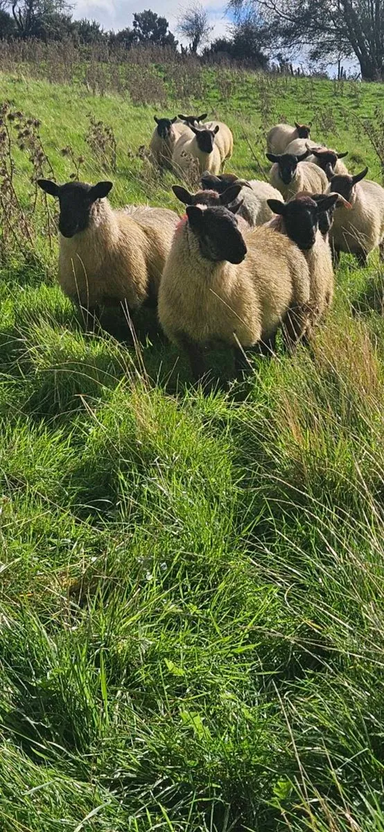 Suffolk Cross Cheviot ewe lambs - Image 4