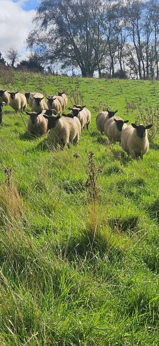 Suffolk Cross Cheviot ewe lambs - Image 1