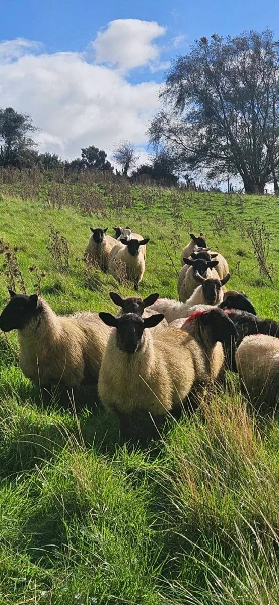 Suffolk Cross Cheviot ewe lambs - Image 2