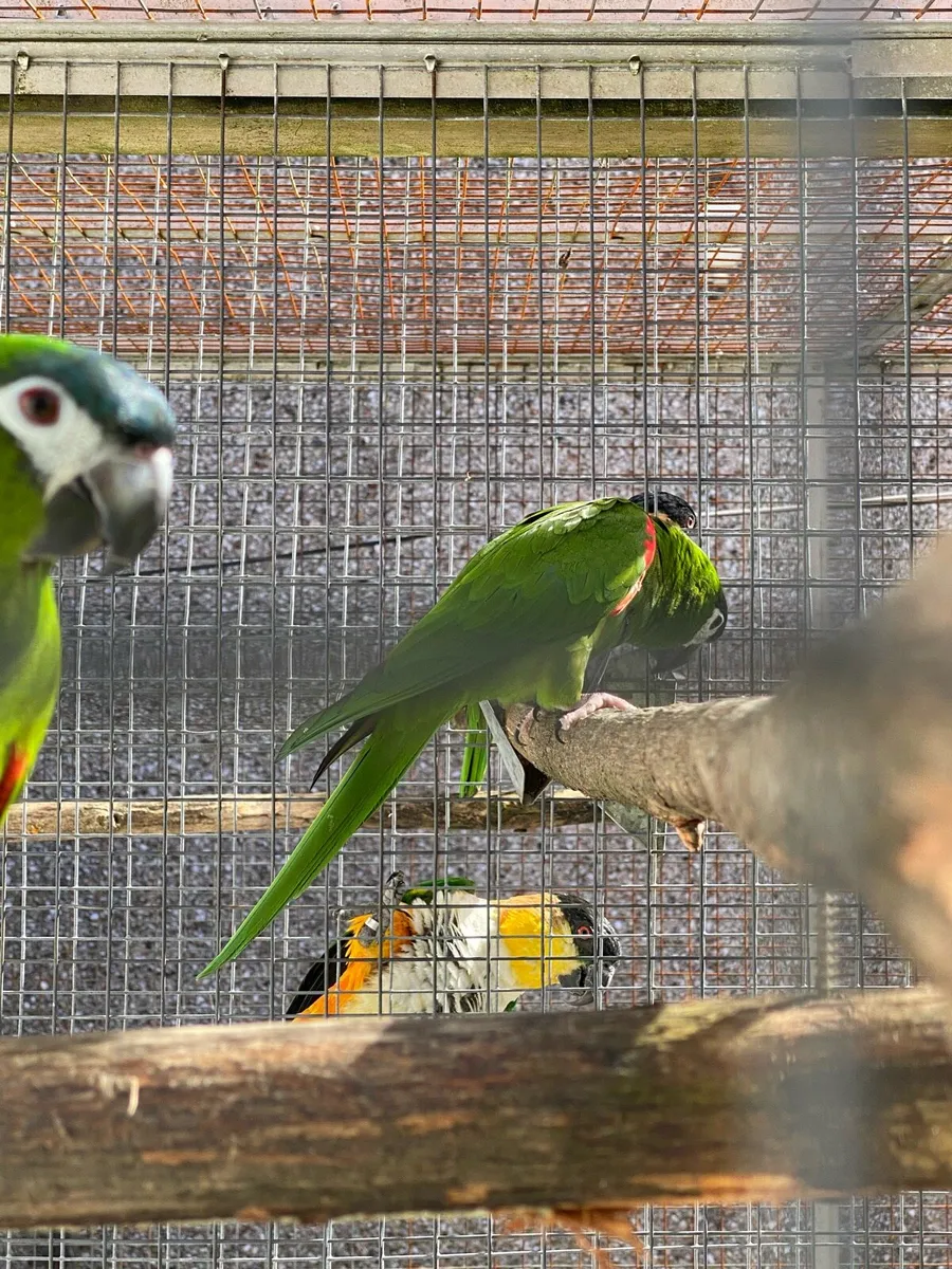 Parrots and finches - Image 4