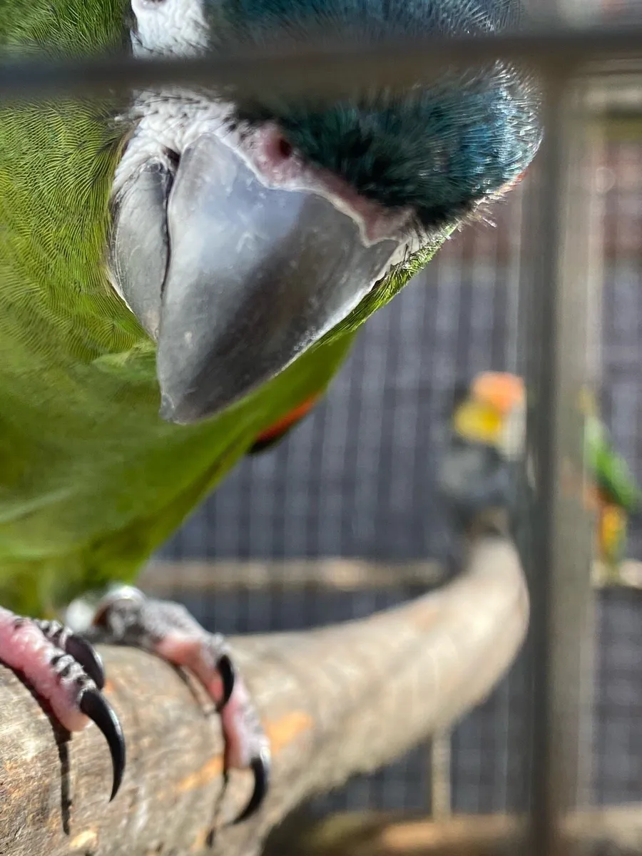 Parrots and finches - Image 1