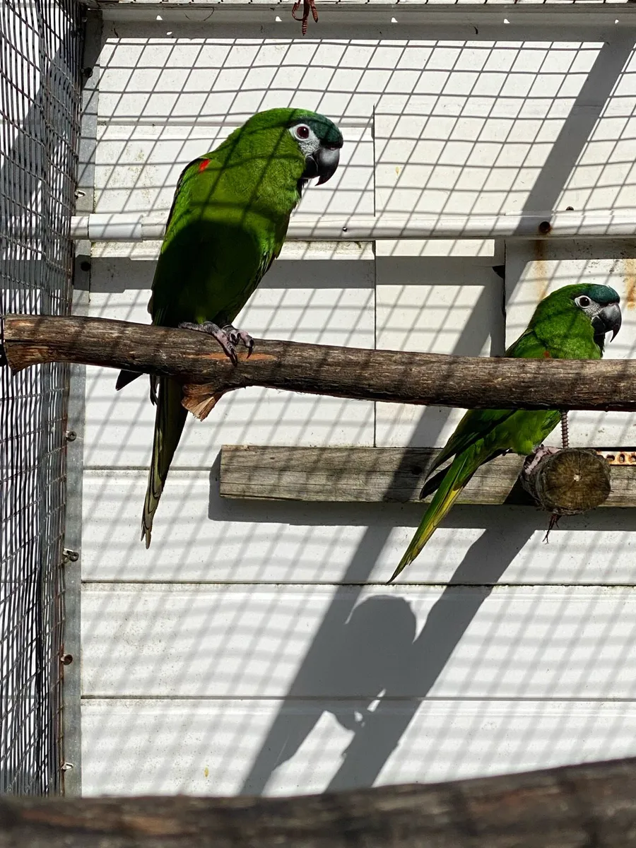 Parrots and finches - Image 2