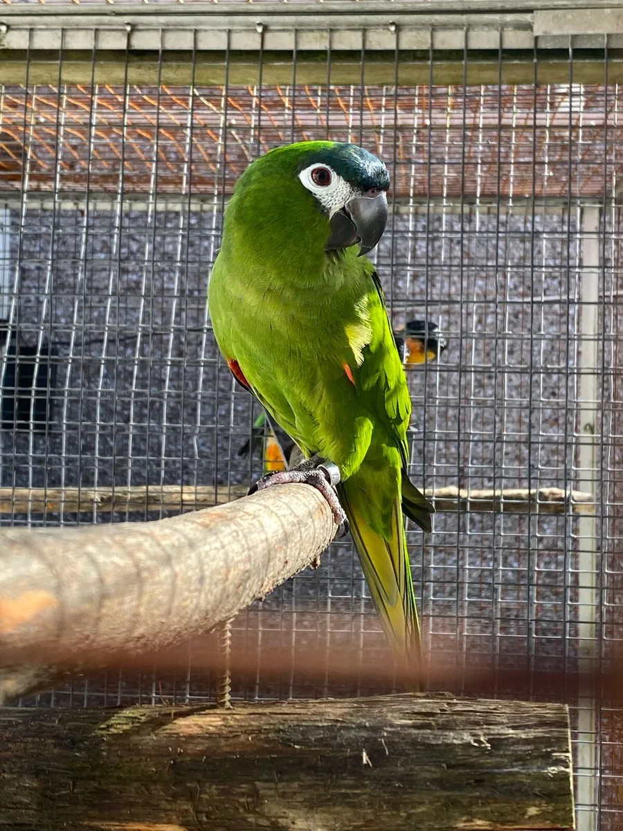 Parrots and finches - Image 3