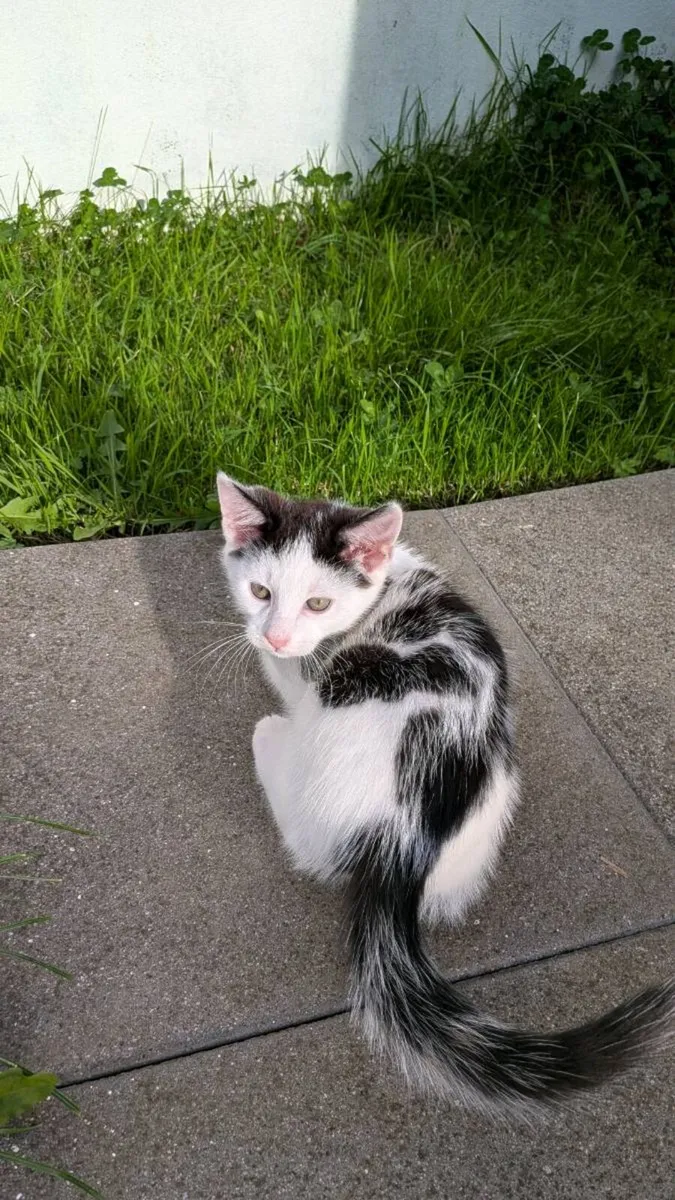 Male kitten - Image 2