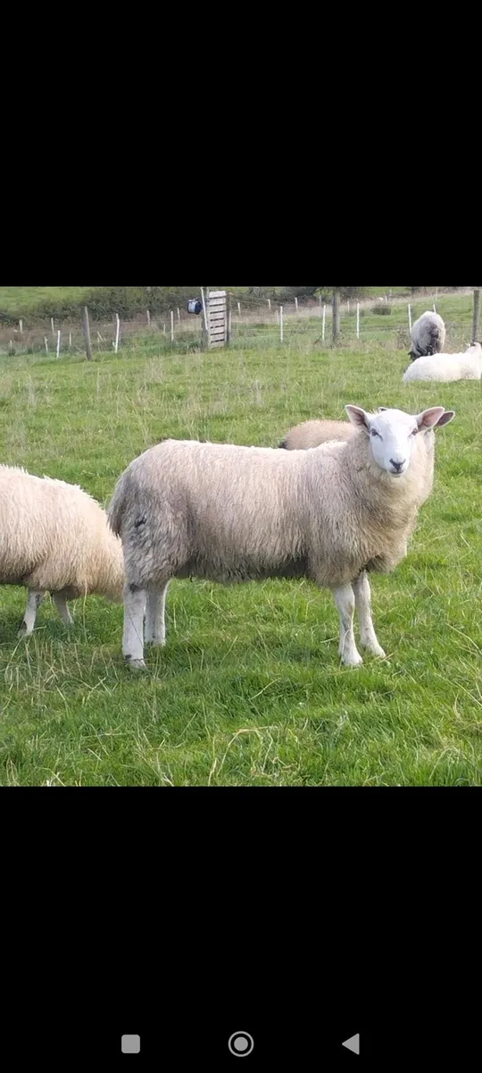 North Country Cheviots - Image 1