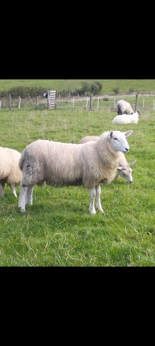 Cheviot Ram Lamb - Image 1