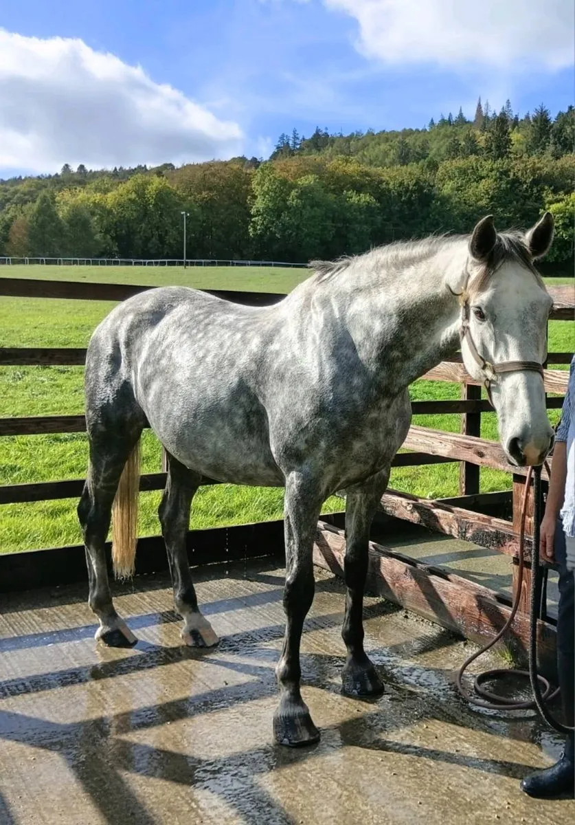 17.1 hh hunter - Image 4