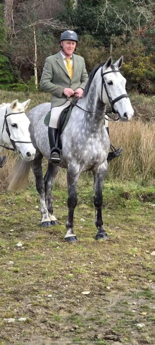 17.1 hh hunter - Image 2