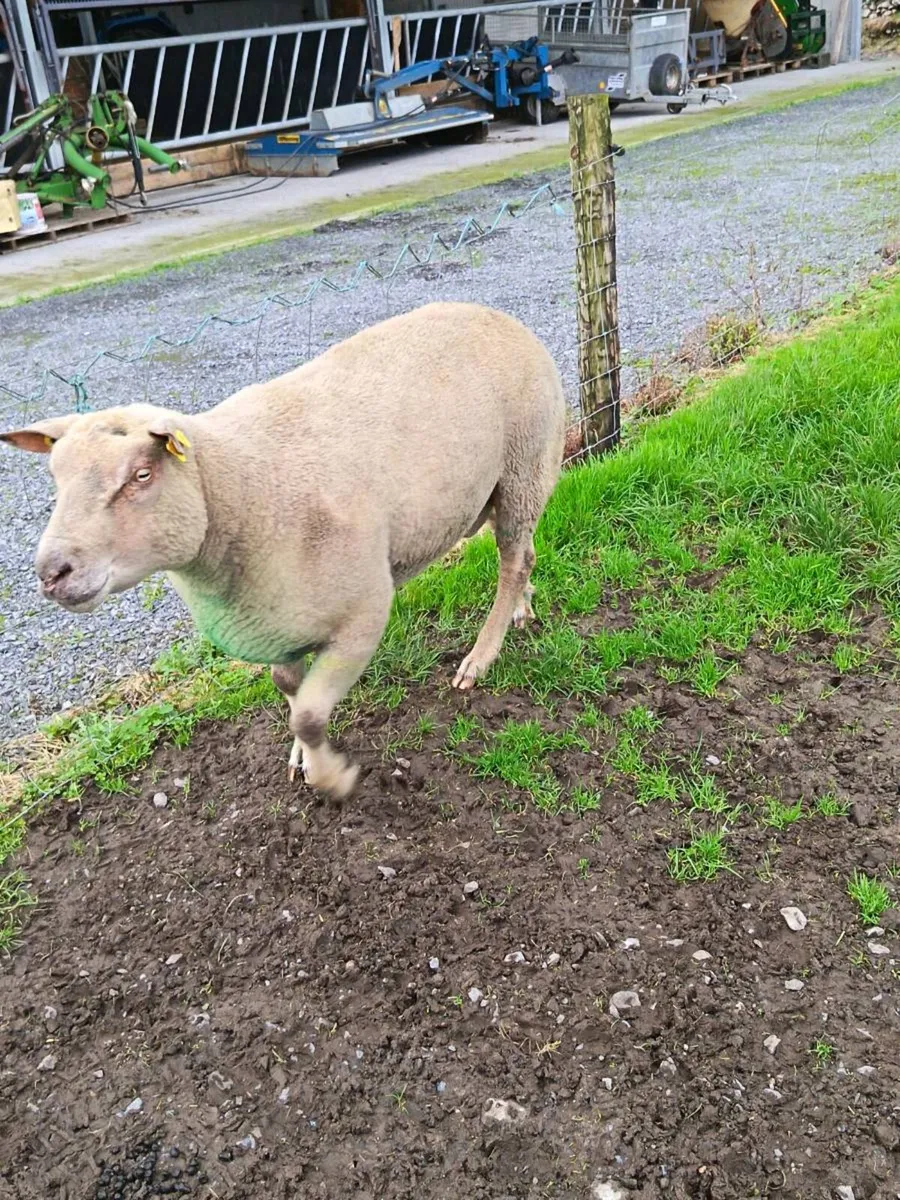 Charollais Ram - Image 1