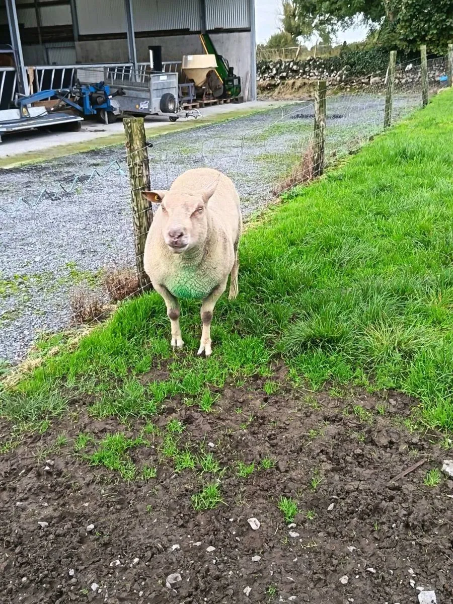 Charollais Ram - Image 2