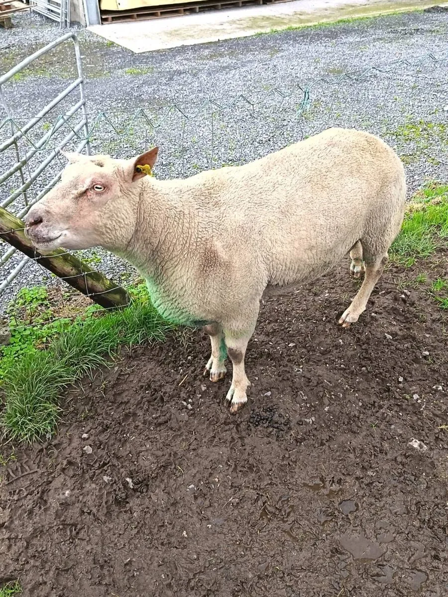 Charollais Ram - Image 3