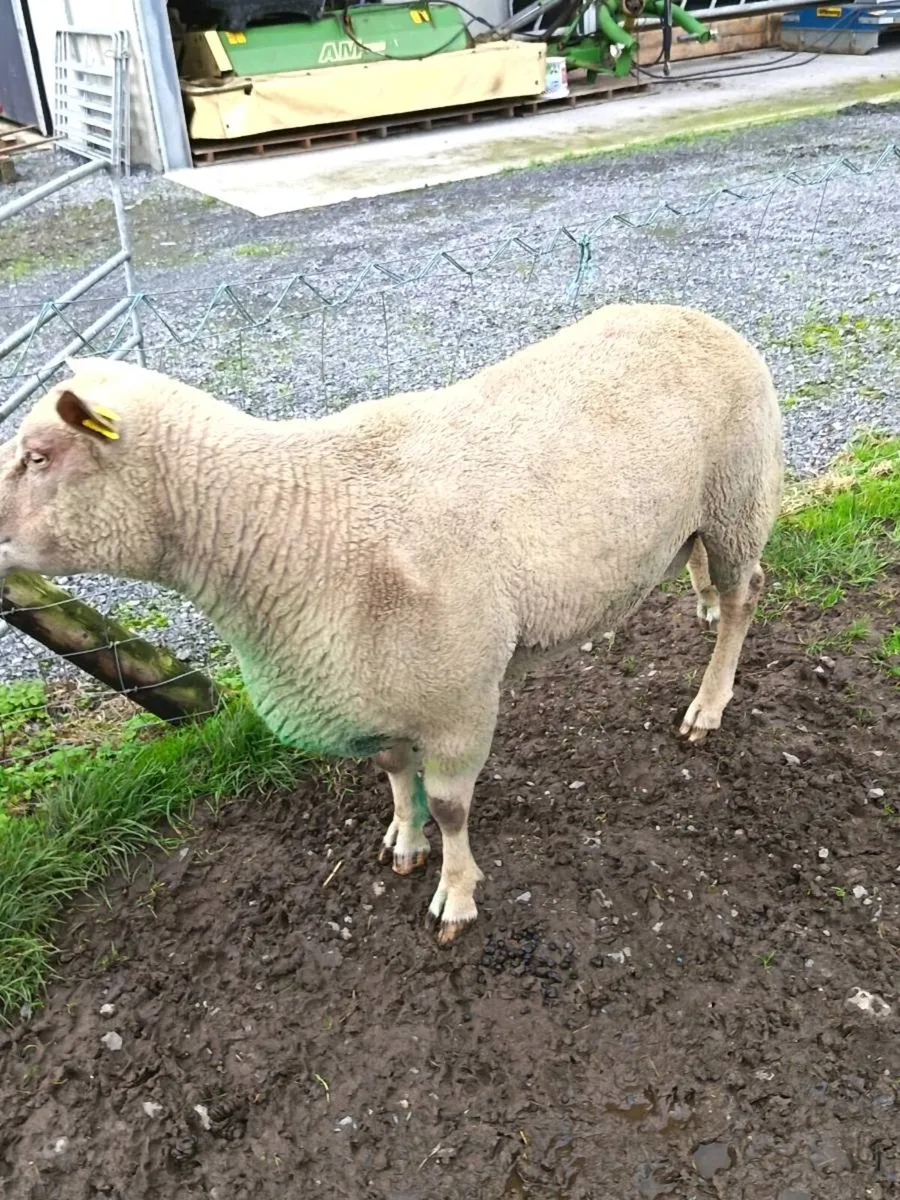 Charollais Ram - Image 4
