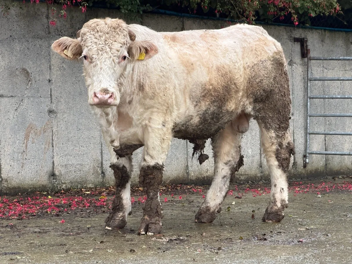 2 year old Charolais bull