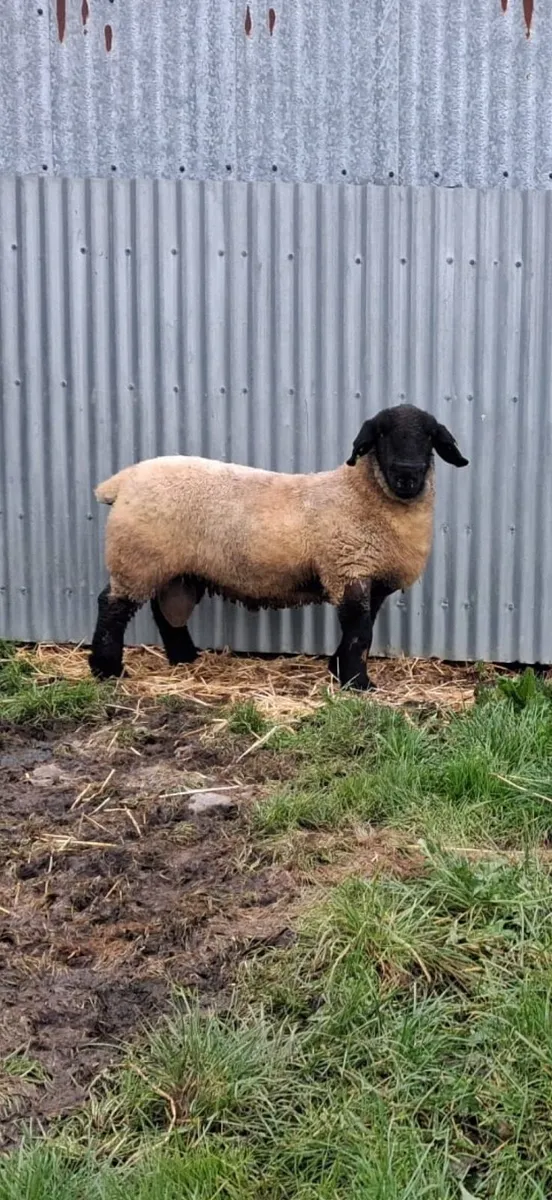 Pedigree suffolk ram and ewe lamb for sale - Image 4