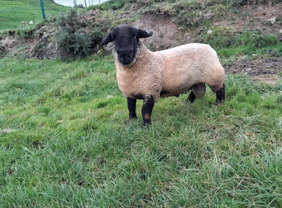 Pedigree suffolk ram and ewe lamb for sale - Image 1
