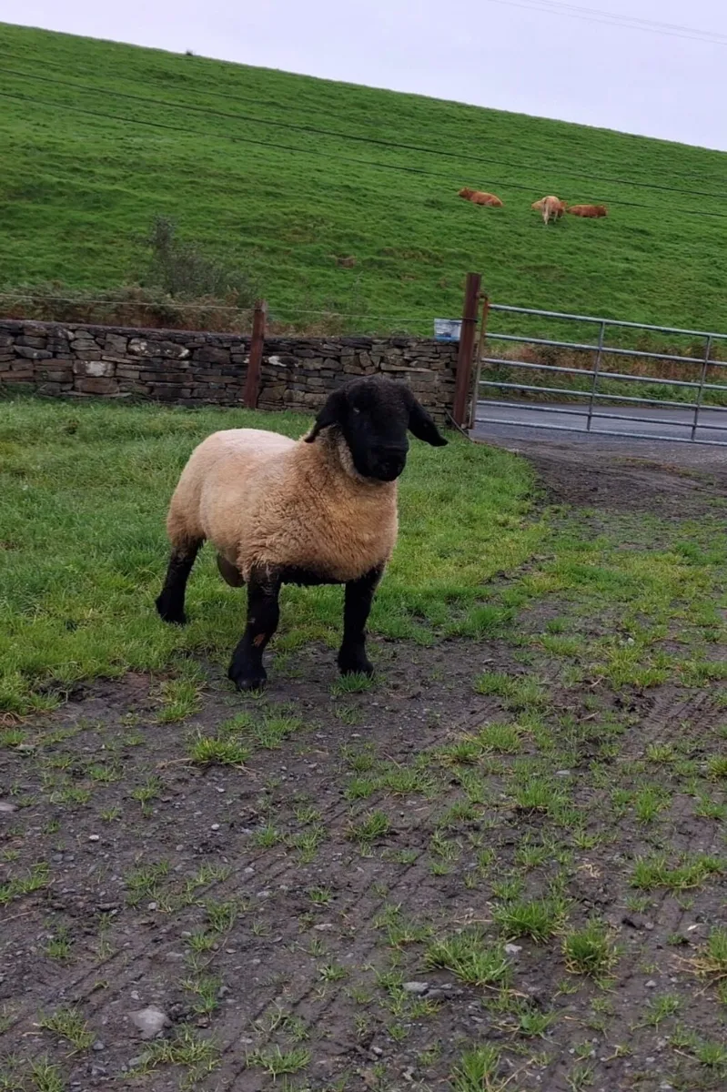 Pedigree suffolk ram and ewe lamb for sale - Image 2
