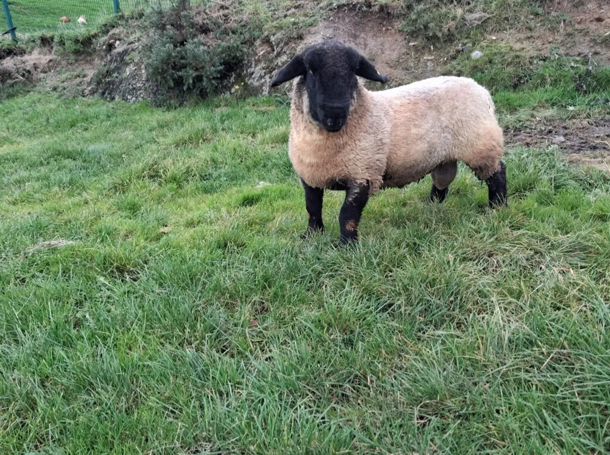 Pedigree suffolk ram and ewe lamb for sale - Image 3