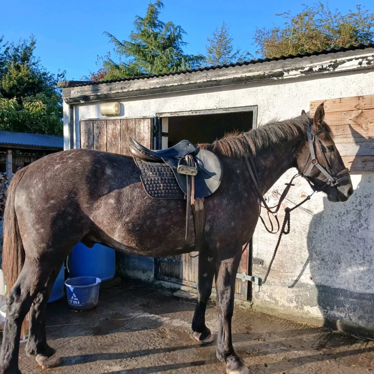 4 year old Irish Draught - Image 1