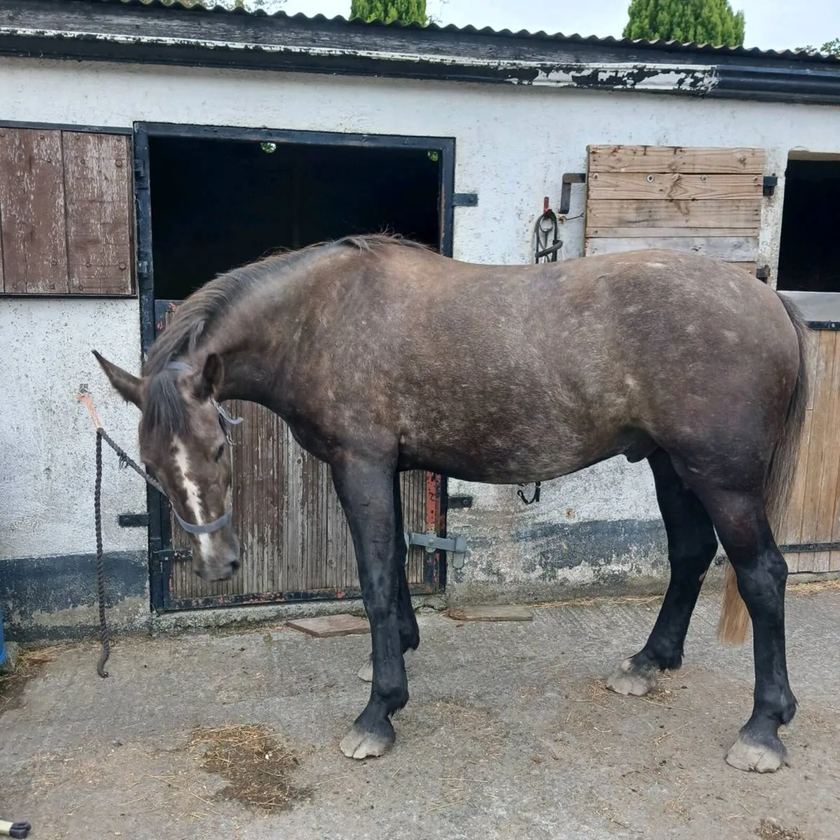 4 year old Irish Draught - Image 2
