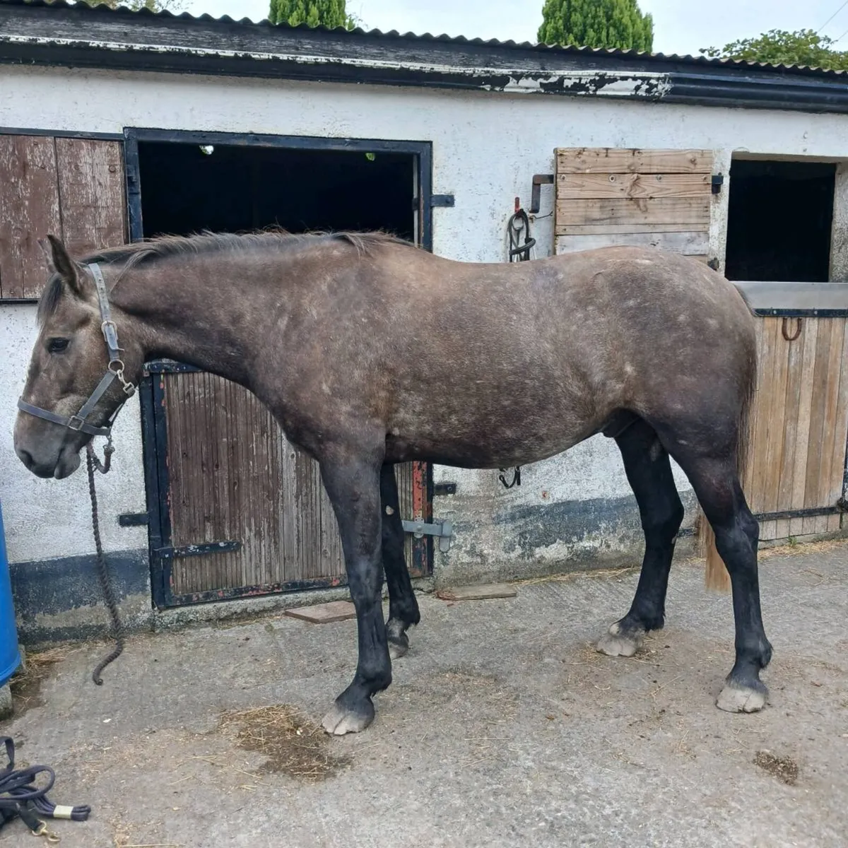 4 year old Irish Draught - Image 3