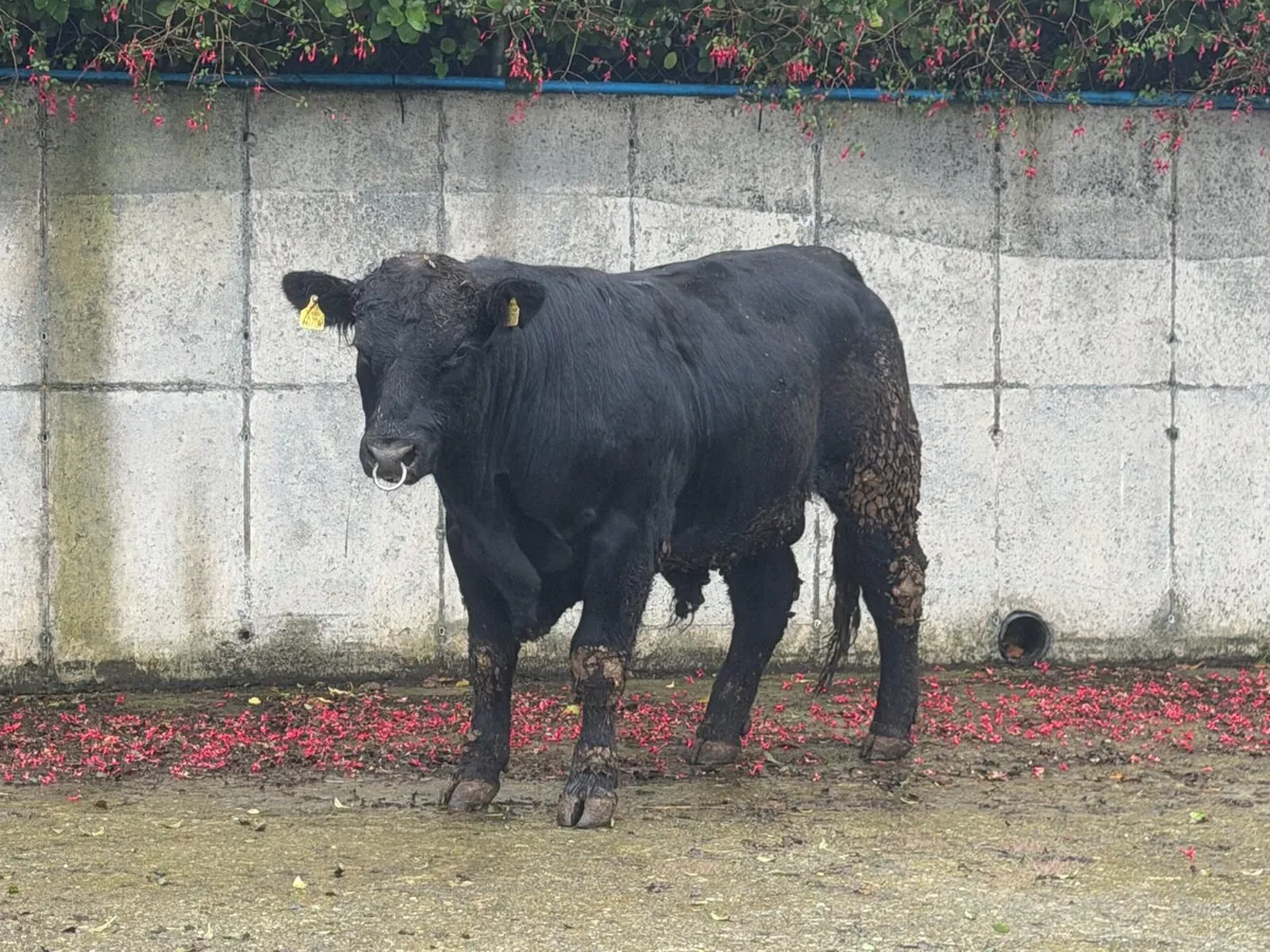 Pedigree Angus bulls - Image 1