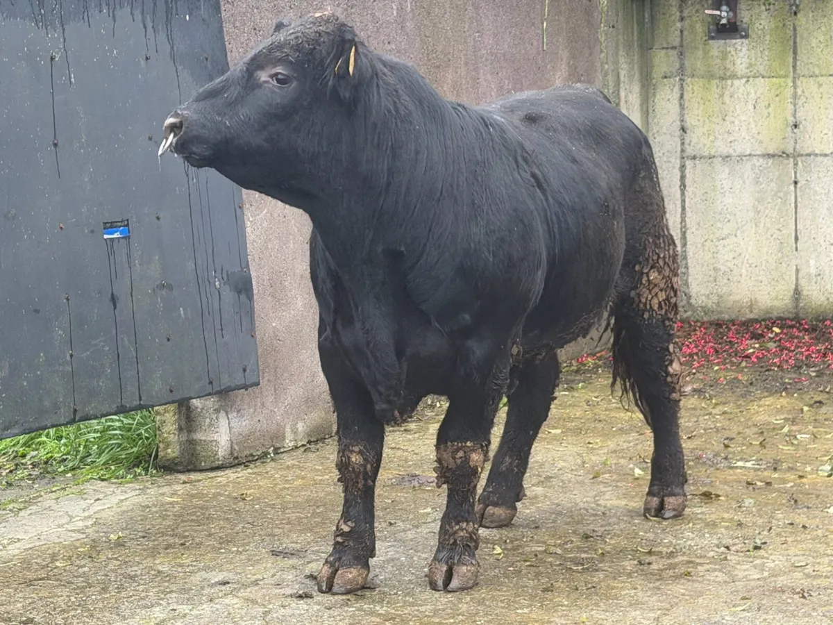 Pedigree Angus bulls - Image 2
