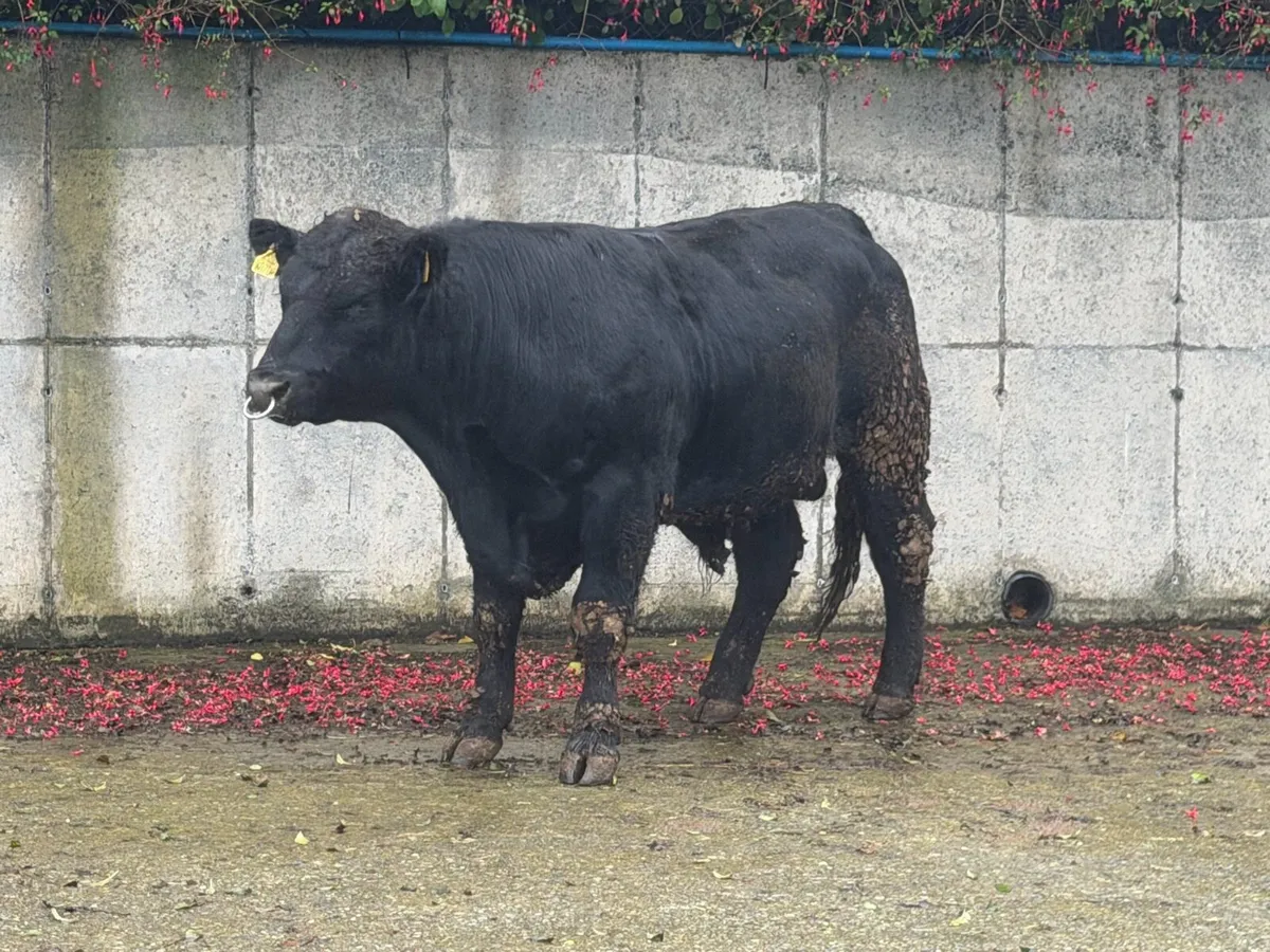 Pedigree Angus bulls - Image 3