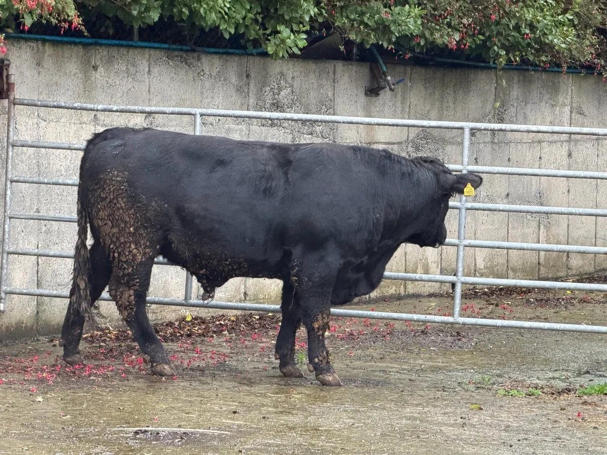 Pedigree Angus bulls - Image 4