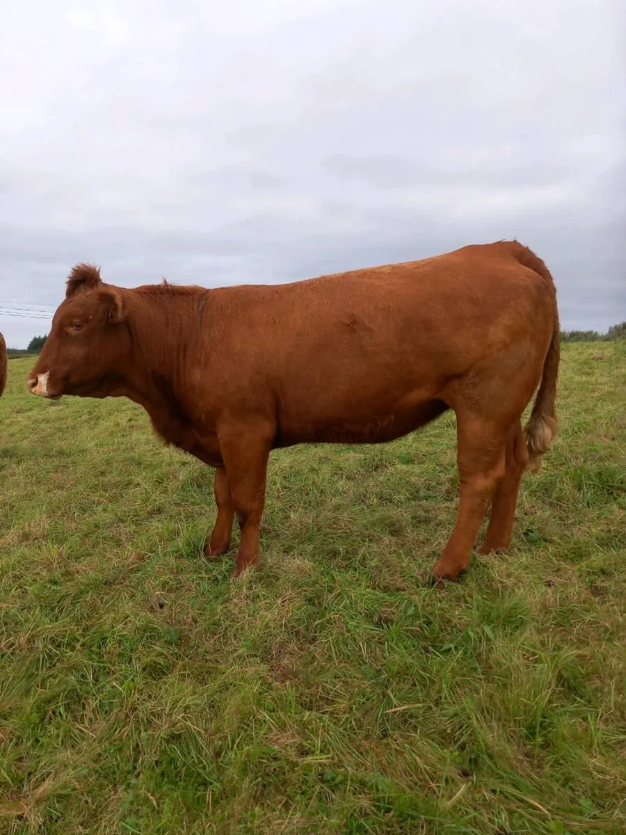 Organic incalf heifers - Image 1