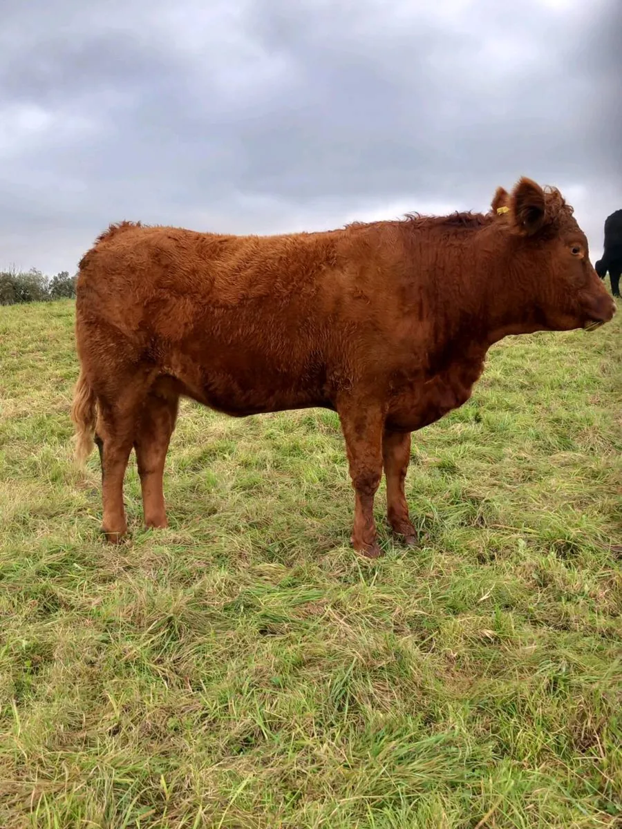 Organic incalf heifers - Image 3