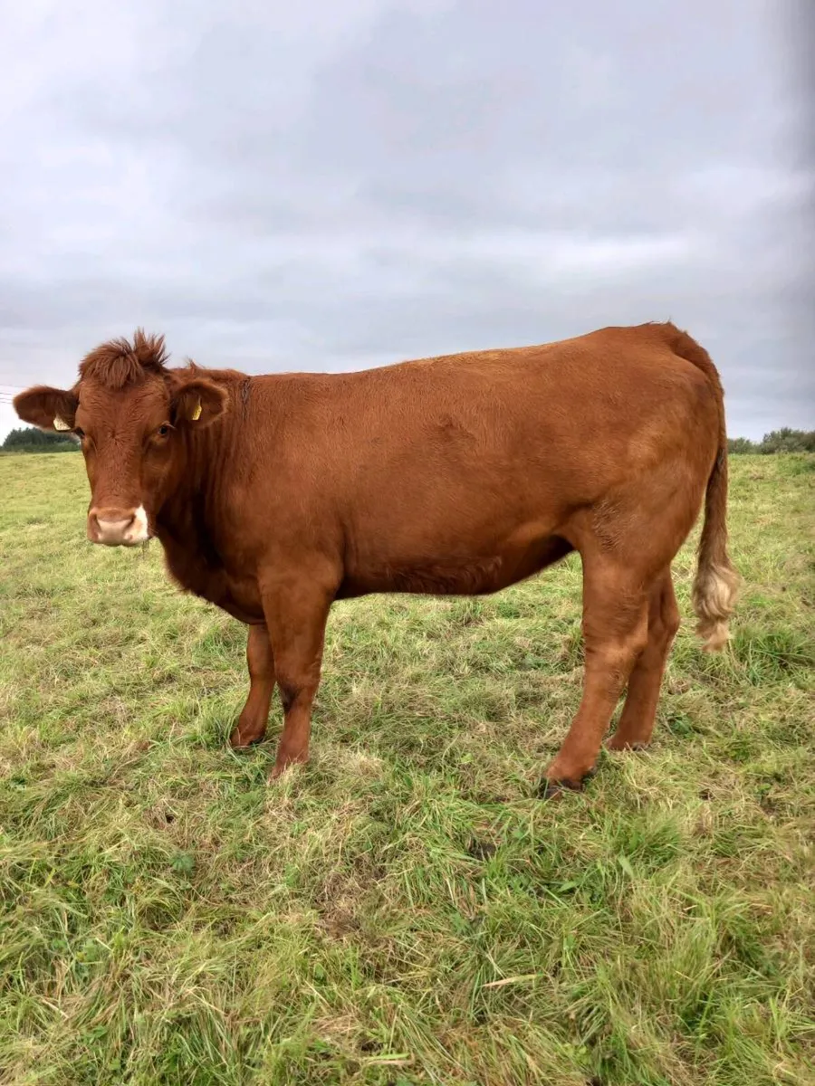Organic incalf heifers - Image 2