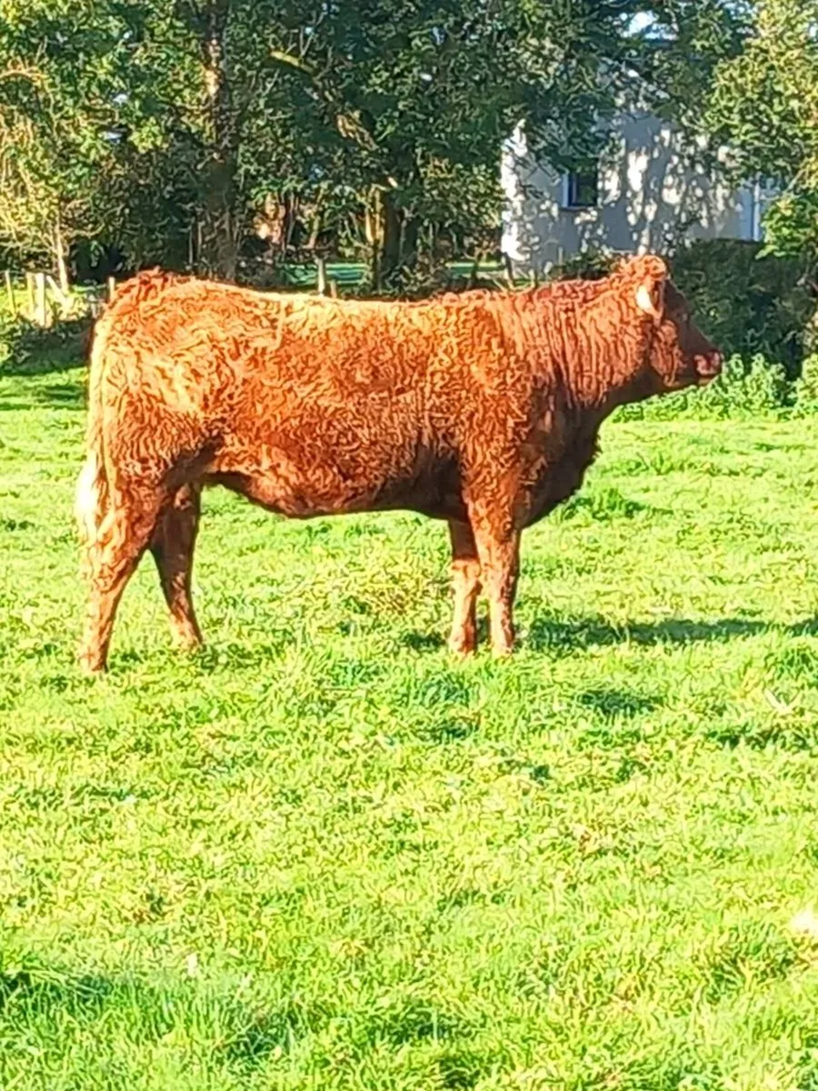 Organic incalf heifers - Image 4