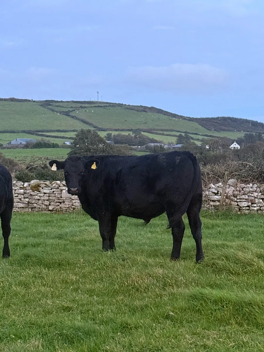AAX Bullocks - Image 1