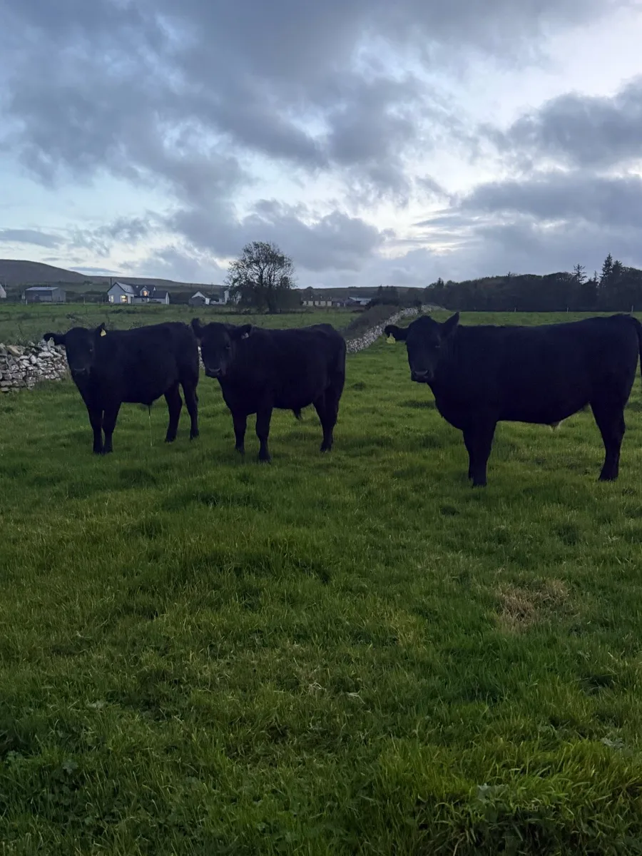 AAX Bullocks - Image 2