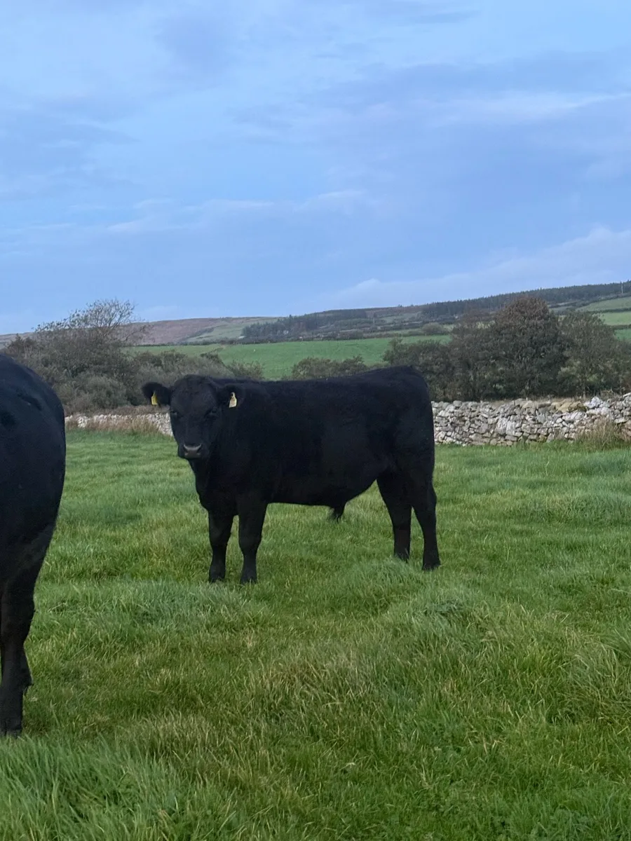 AAX Bullocks - Image 3