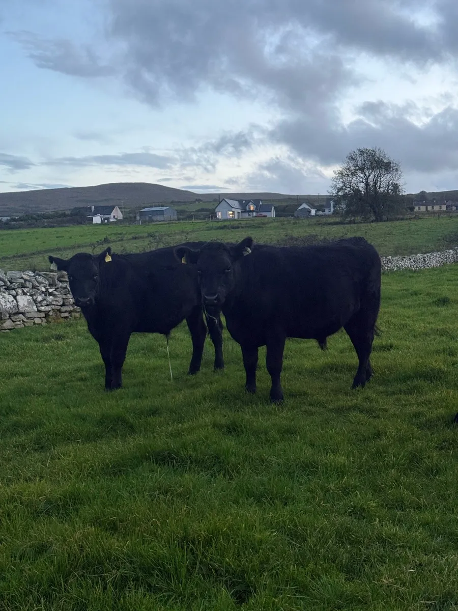 AAX Bullocks - Image 4