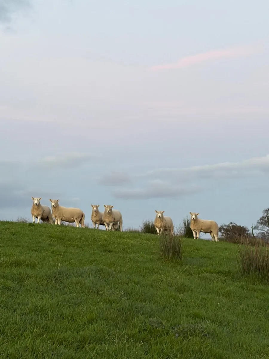 Pedigree organic rams