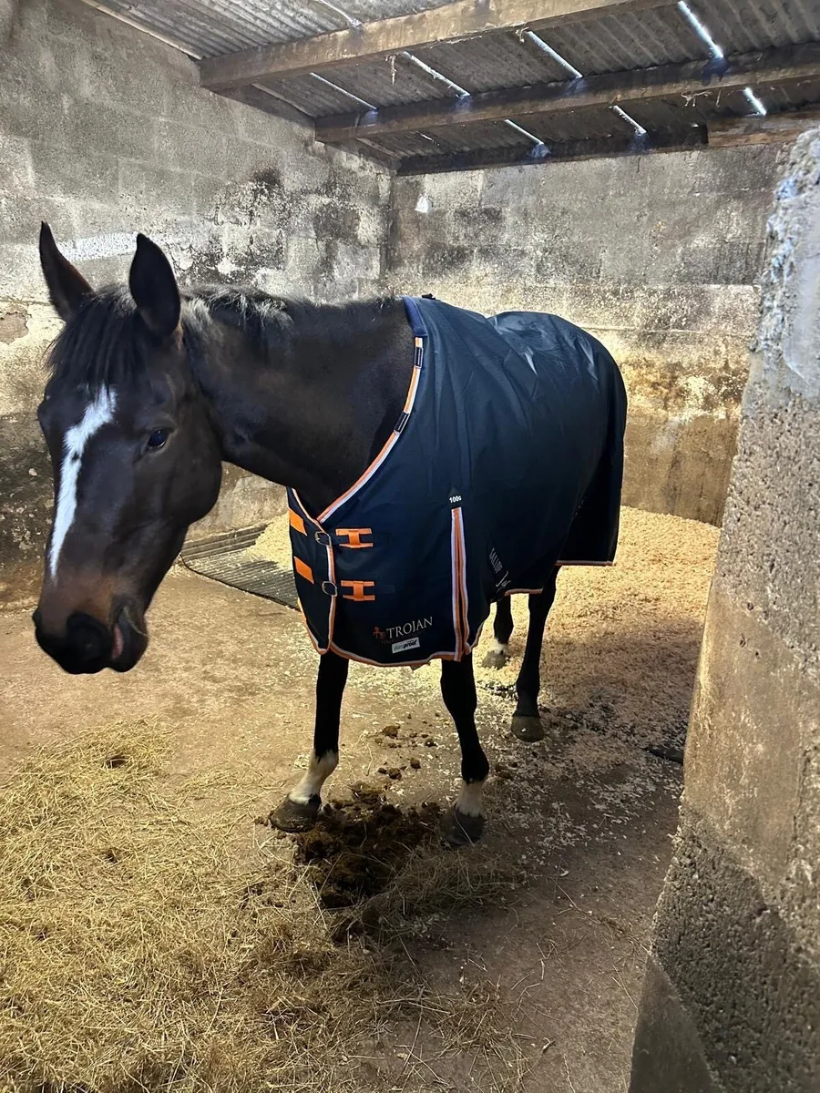 Horse 500 ONO - Image 1