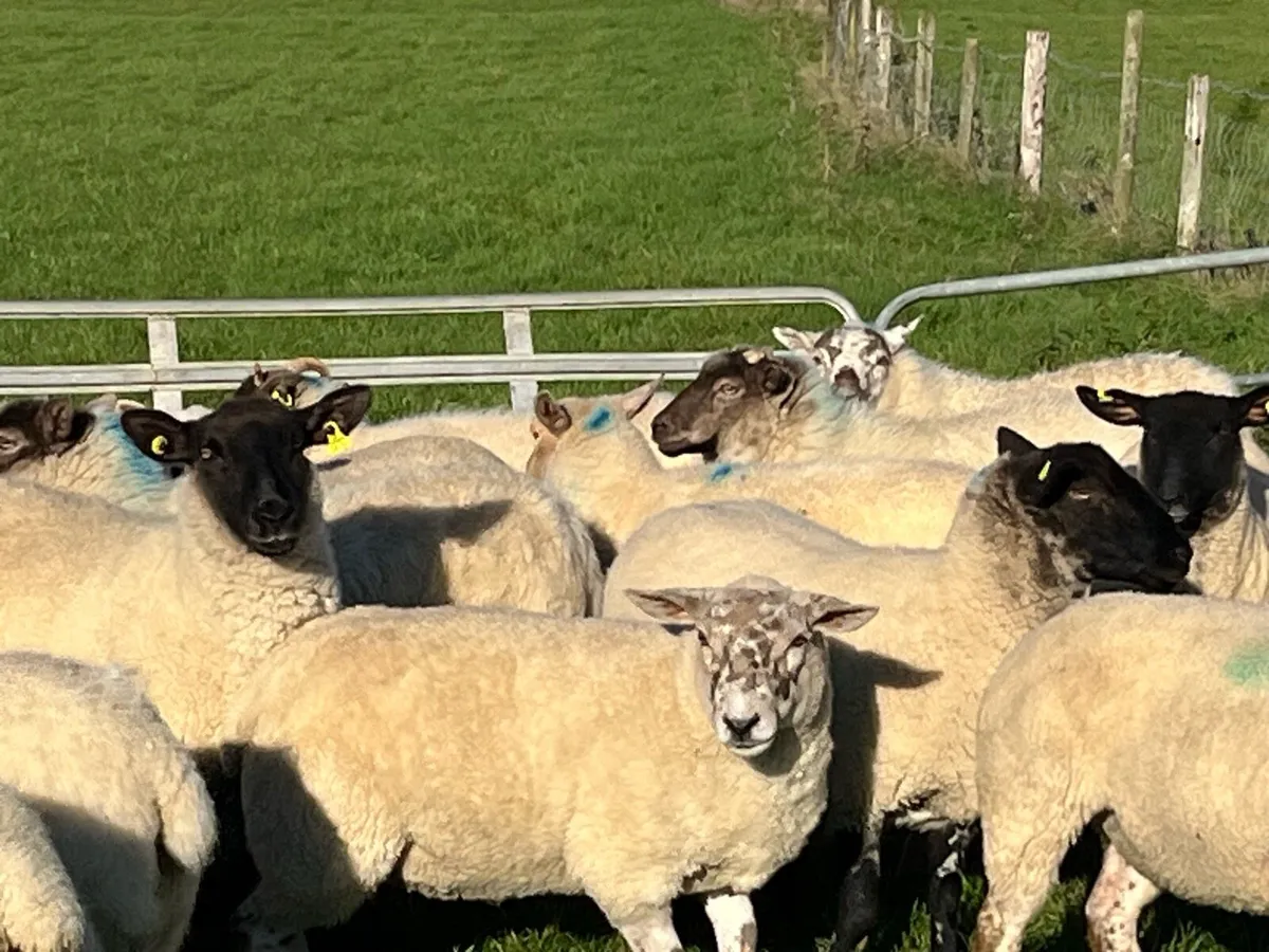 Hogget ewes - Image 2
