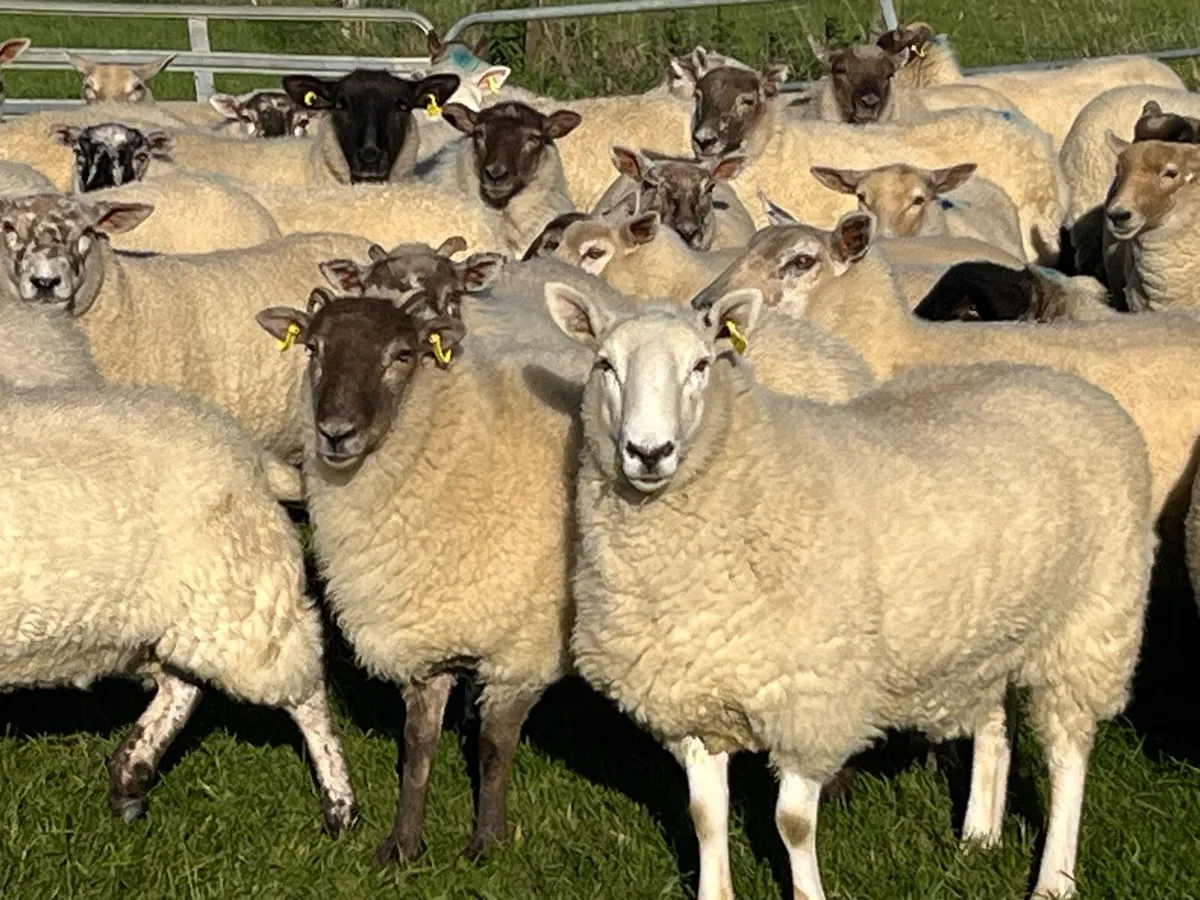 Hogget ewes - Image 3