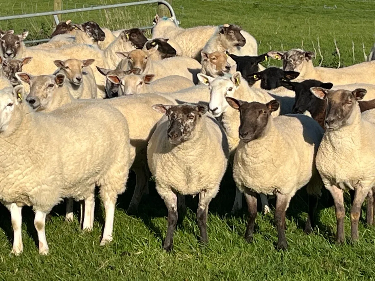 Hogget ewes - Image 1