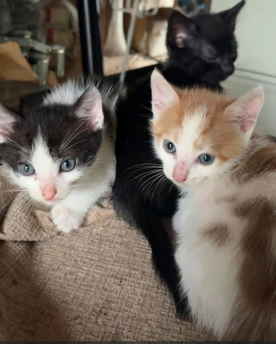 Kittens - Image 1