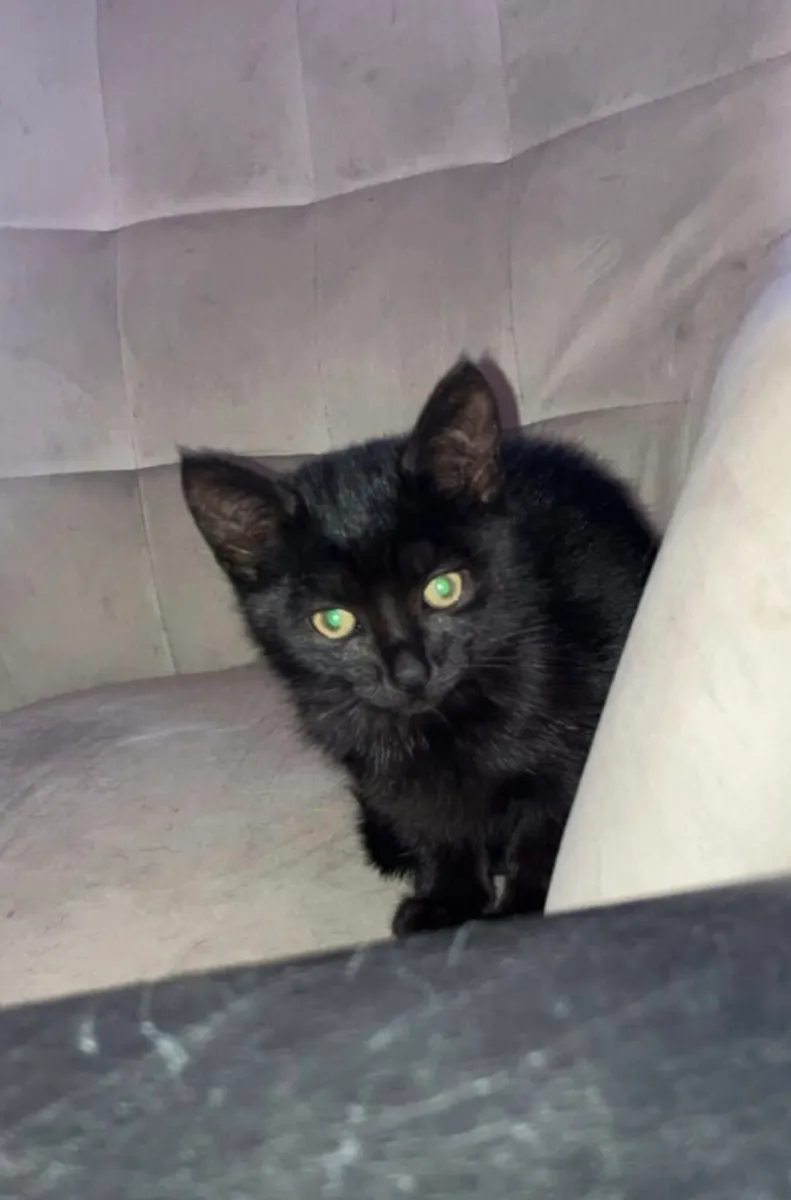 Kittens - Image 2
