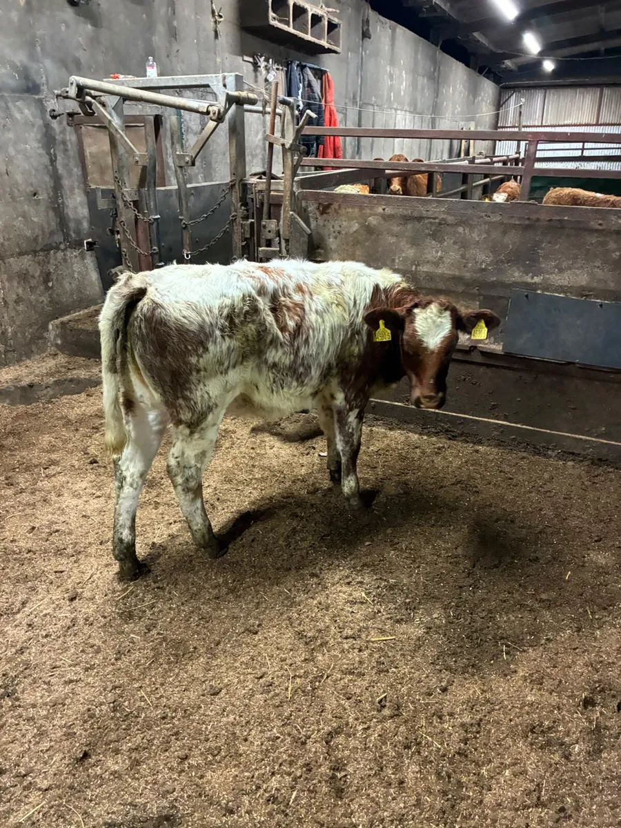 Blue Roaned heifer - Image 4