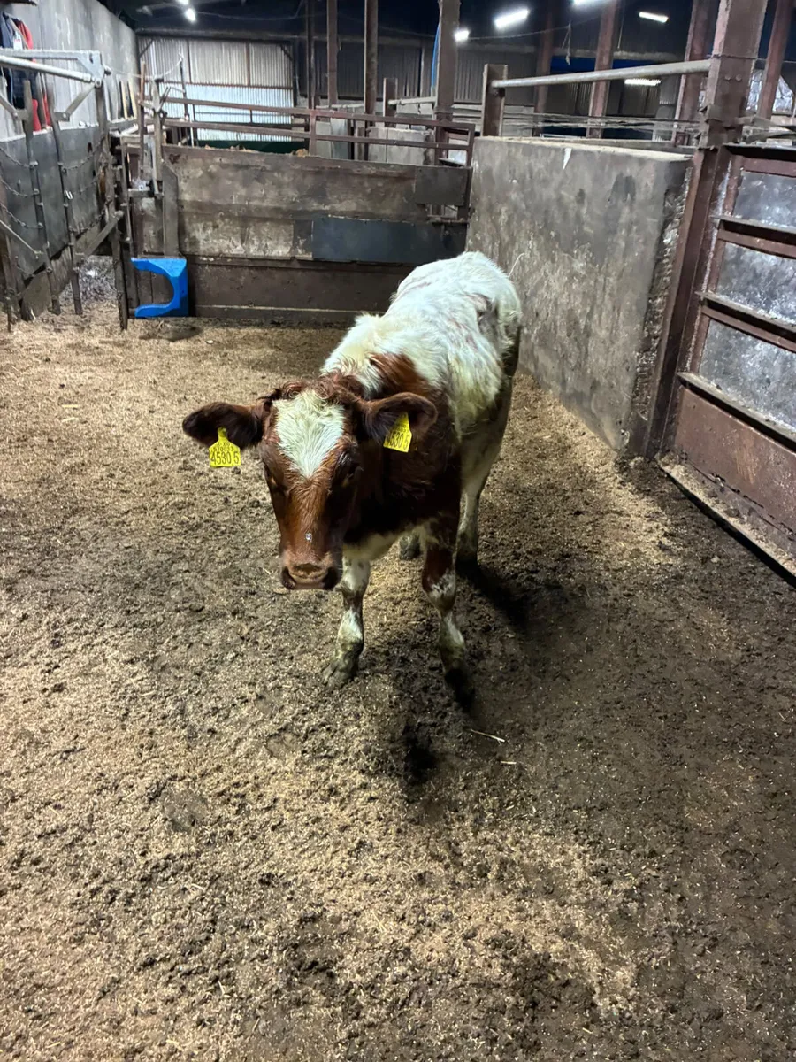 Blue Roaned heifer - Image 3