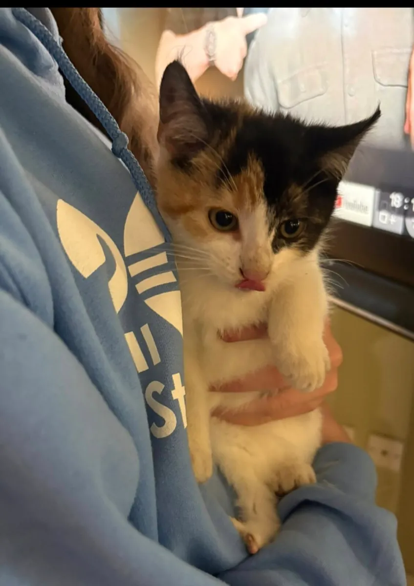 Kittens - Image 3